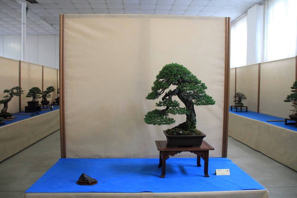 So-Saku Kimura Bonsai Award 2013 003.jpg