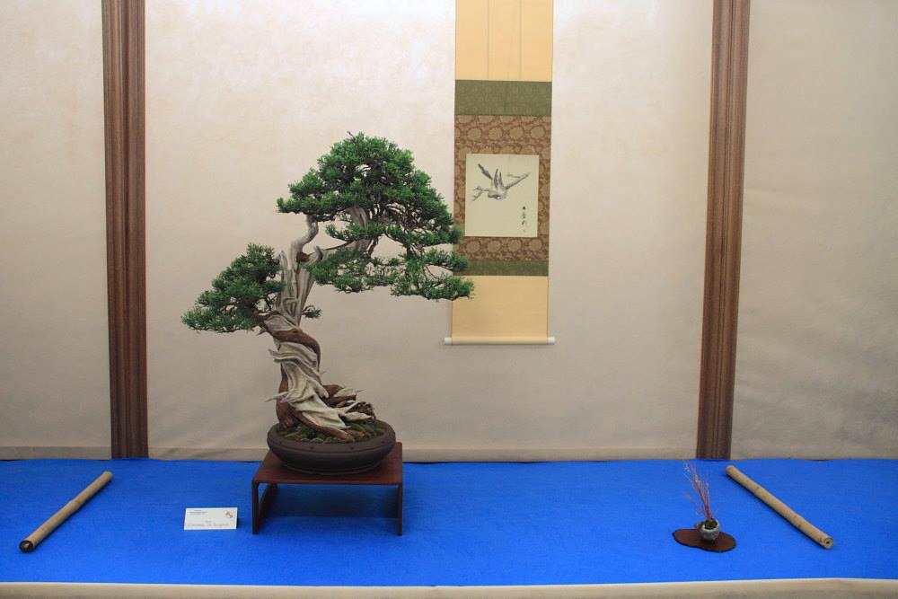So-Saku Kimura Bonsai Award 2013 021.jpg