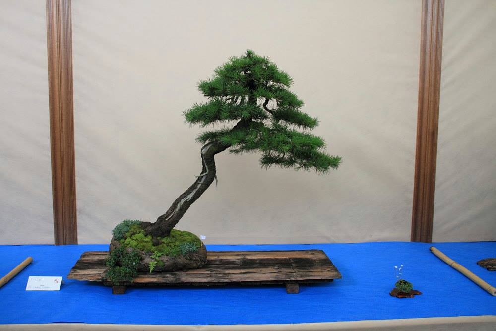 So-Saku Kimura Bonsai Award 2013 049 (1).jpg