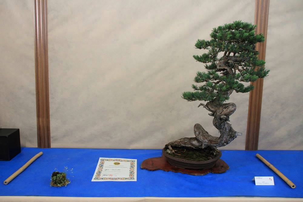 So-Saku Kimura Bonsai Award 2013 057.jpg
