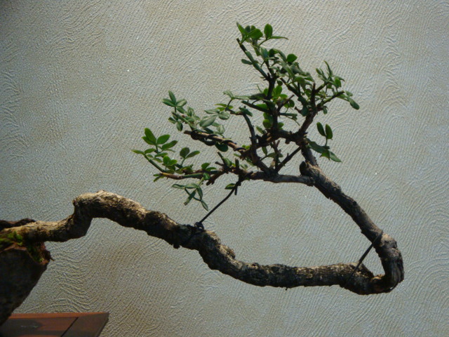 DSC04148.JPG