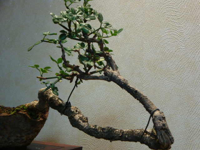 DSC04150.JPG
