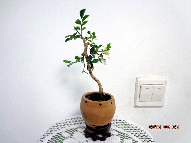 DSC00832.JPG