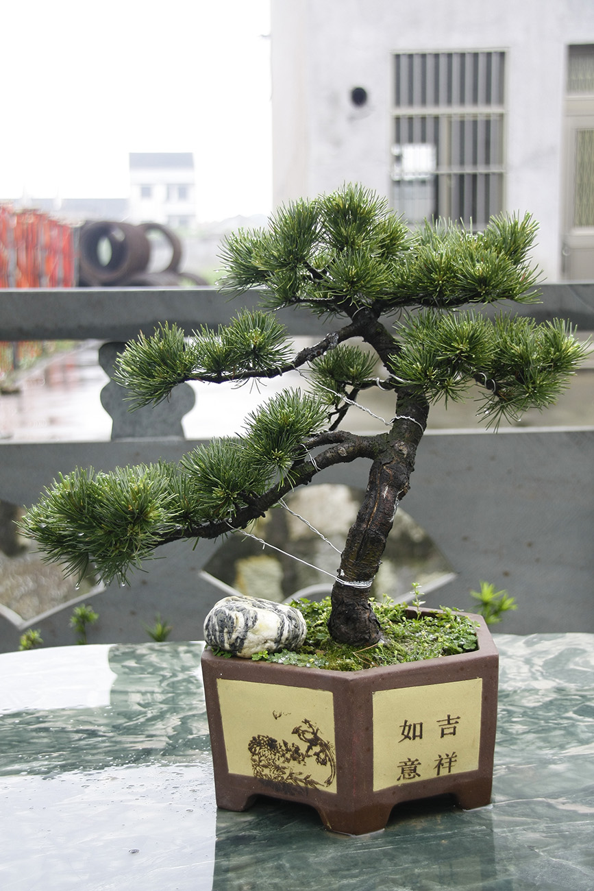 _MG_6512.JPG