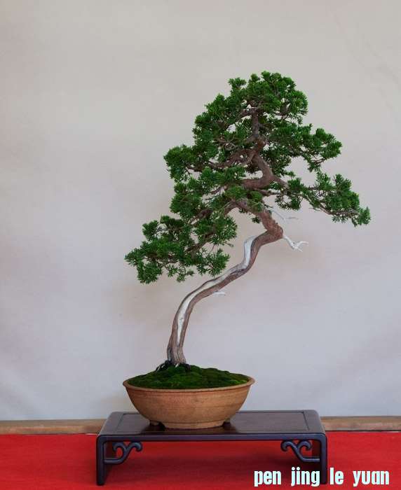 Arco Bonsai 2013 (28).jpg
