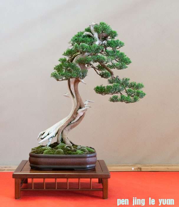 Arco Bonsai 2013 (34).jpg