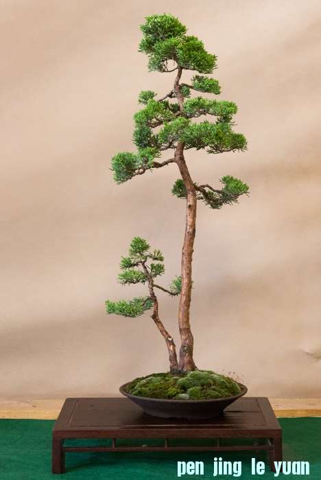 Arco Bonsai 2013 (42).jpg