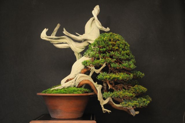 Kimura_Juniper140110.jpg