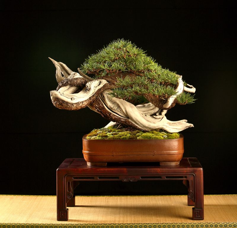 pinus_mugo_140510.jpg