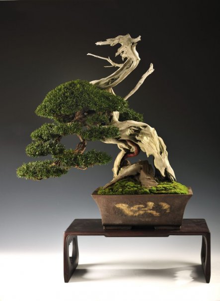 Taxus-Cuspidata-2.jpg