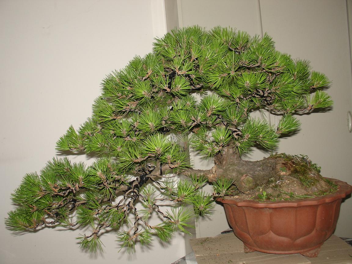 DSC00416A.JPG