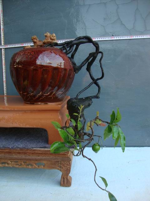DSC06807.JPG