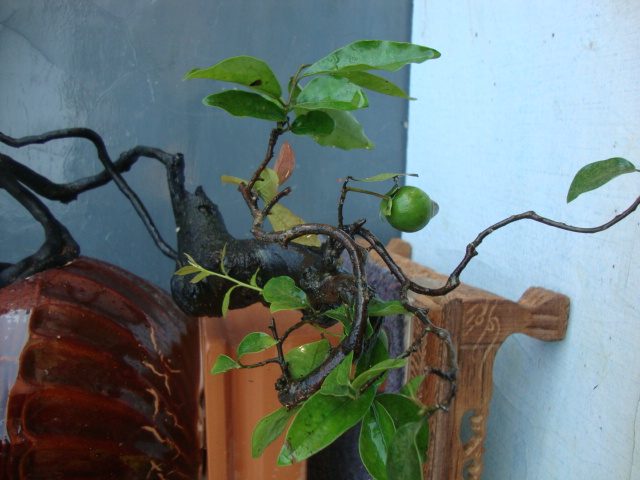 DSC06808.JPG