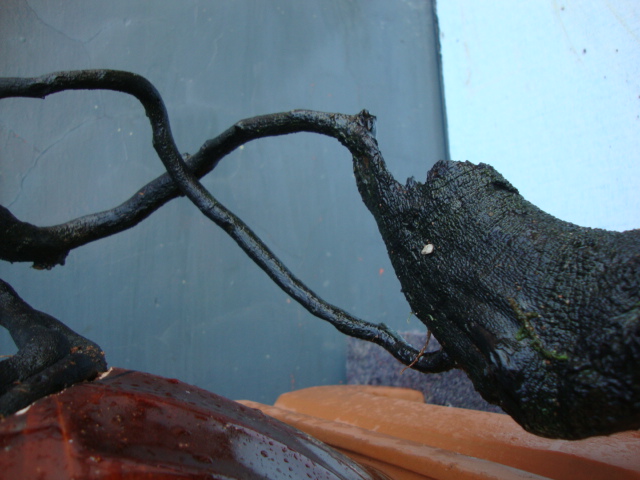 DSC06812.JPG