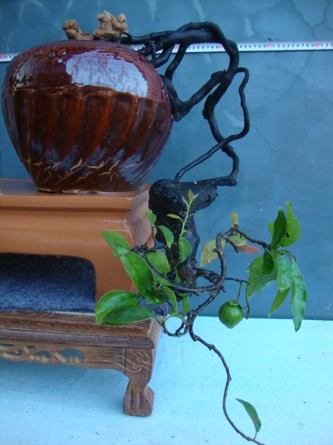 DSC06821.JPG