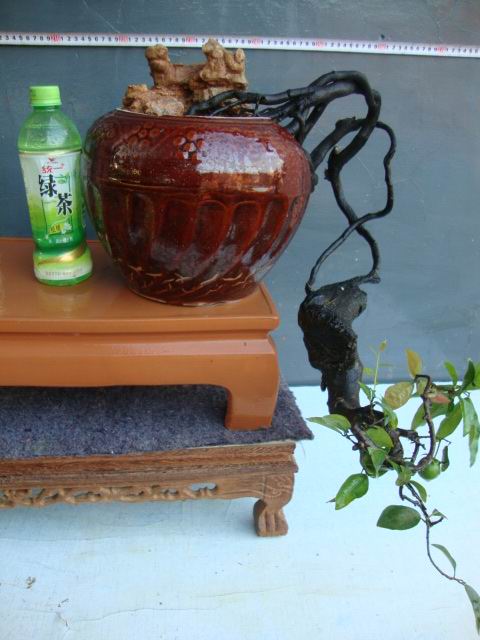 DSC06823.JPG