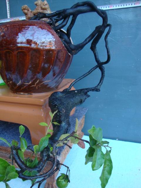 DSC06826.JPG