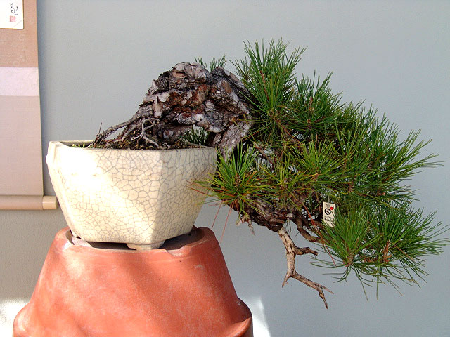 chuhin-P_densif_.jpg