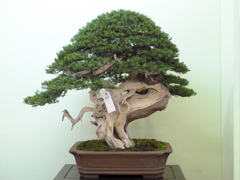 IMG0835-L.jpg