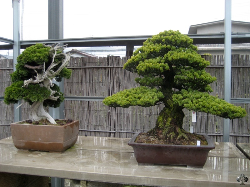 nakanishi_chinshouen_in_kinashi_20111228_1628934466.jpg
