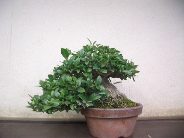 2005122401.jpg