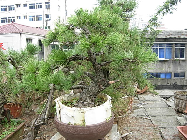 DSCN6445.JPG