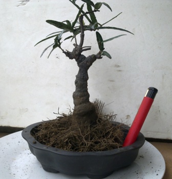 20130629529.jpg