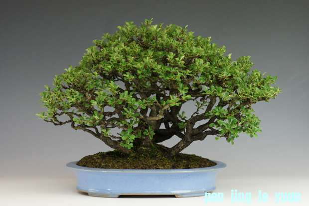 chouzyubai1.jpg