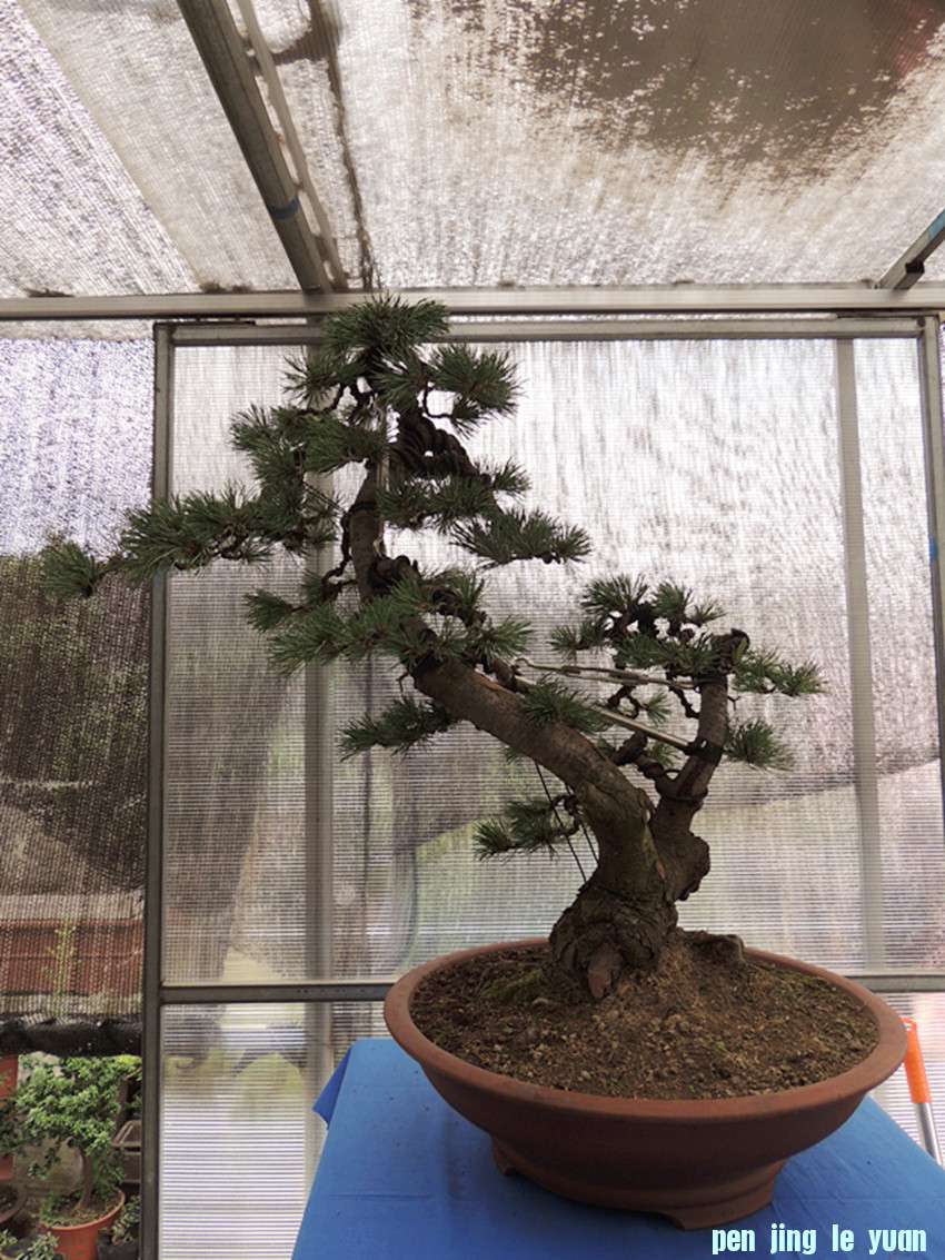 DSCN1117_ת_.jpg