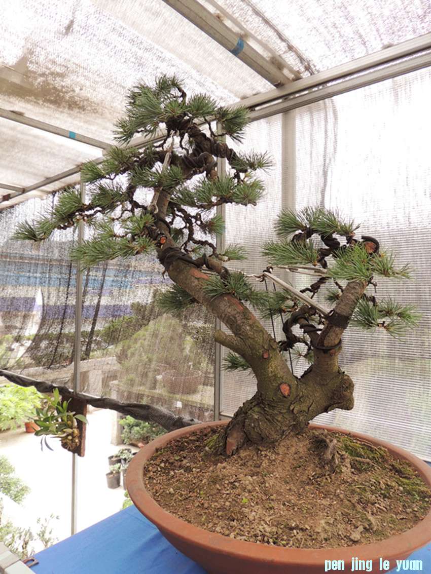 DSCN1118_ת_.jpg