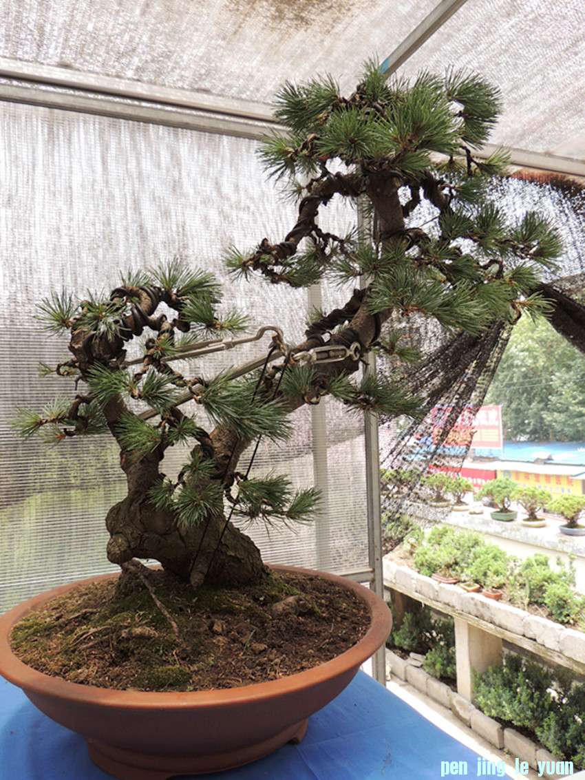 DSCN1120_ת_.jpg