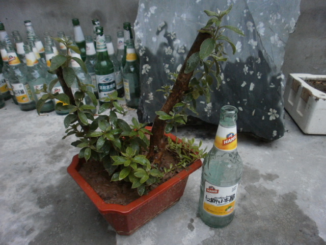 P7010003.JPG