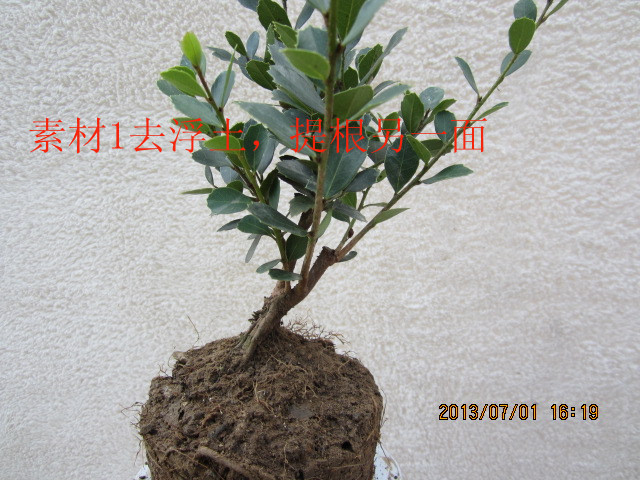 IMG_1832_.jpg