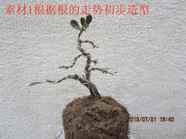 IMG_1833_.jpg