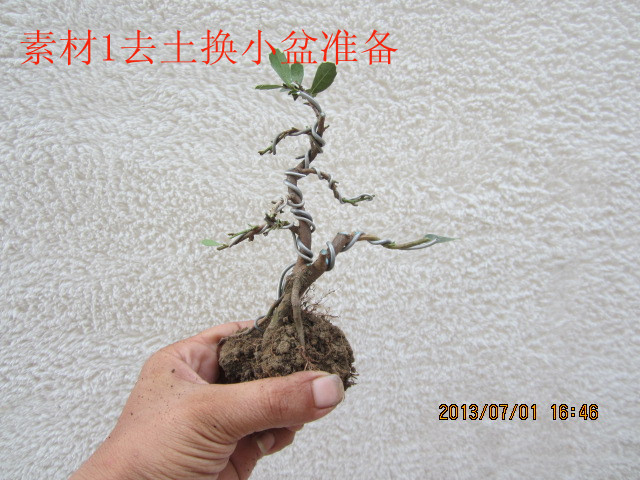 IMG_1838_.jpg