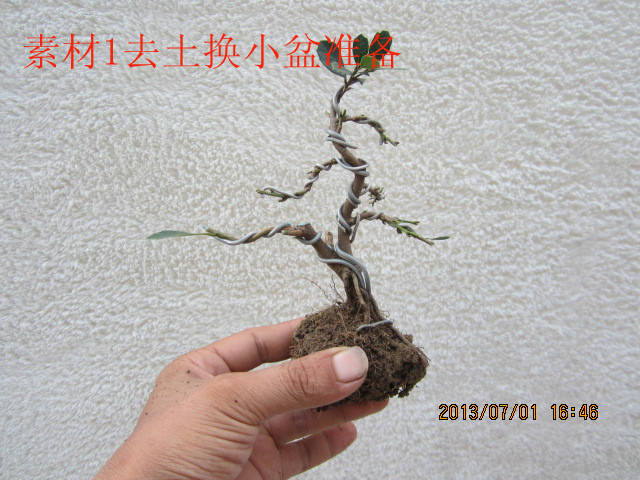 IMG_1837_.jpg
