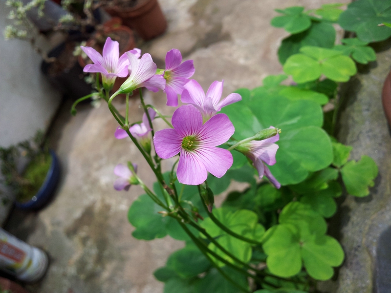 20130506_131804.jpg