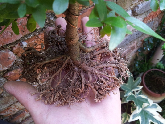 20130625_101205.jpg