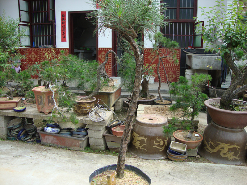 DSC01241_.jpg