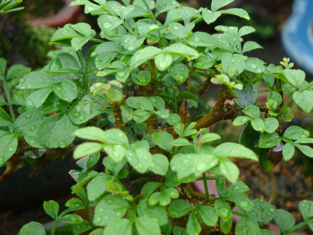 DSC04425.JPG