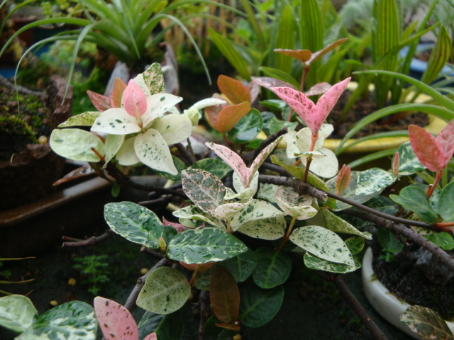 DSC04428.JPG