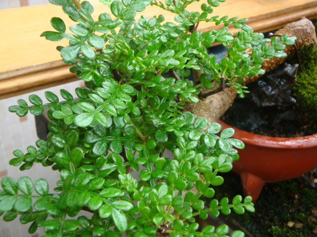 DSC04430.JPG