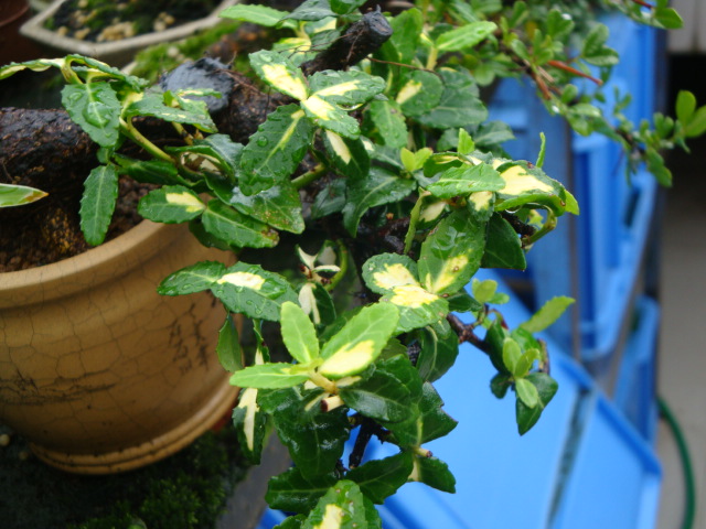 DSC04431.JPG