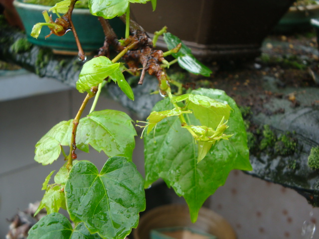 DSC04432.JPG