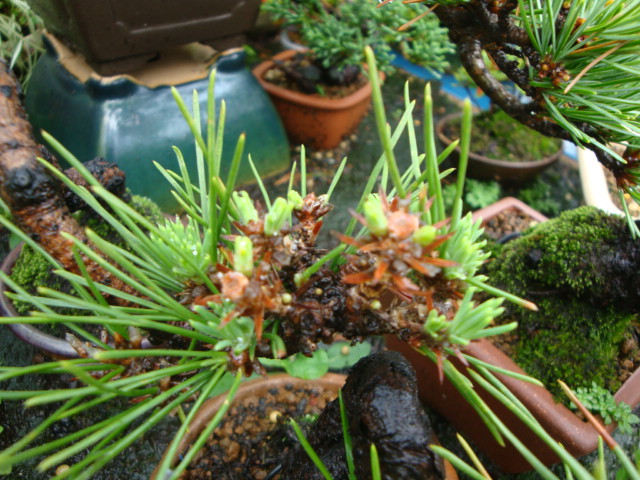 DSC04435.JPG