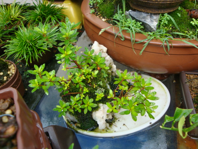 DSC04438.JPG