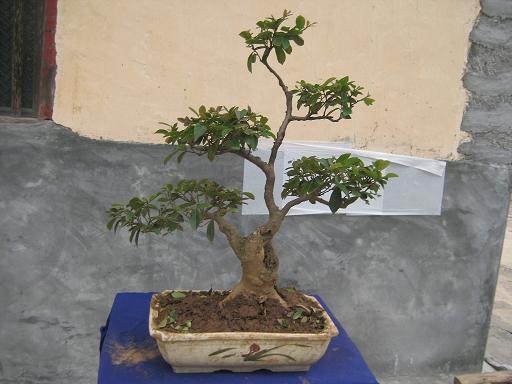 ĸ辰8.JPG