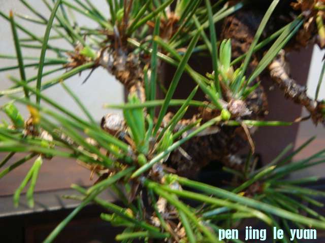 DSC04381.JPG