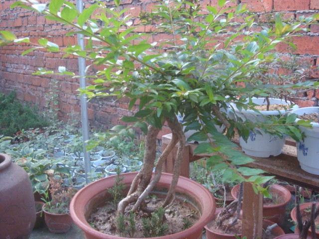 DSC02422.JPG