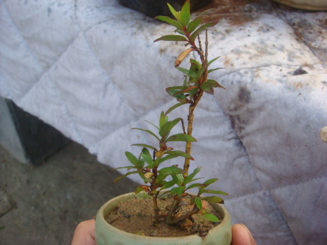 DSC02425.JPG